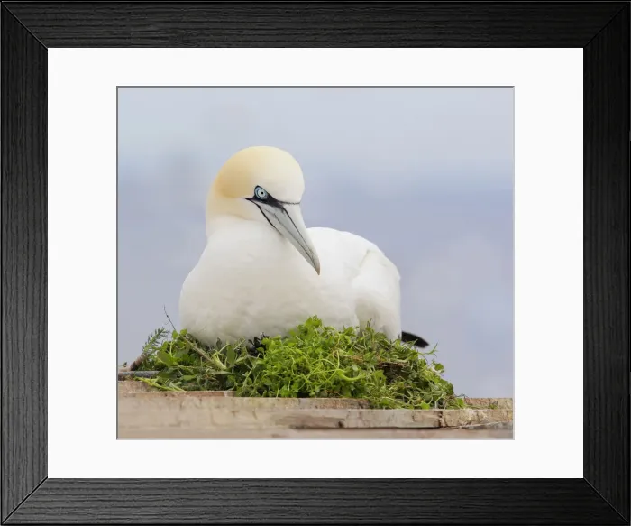 Framed Print : DDE-90028515 Framed Print : DDE-90028515