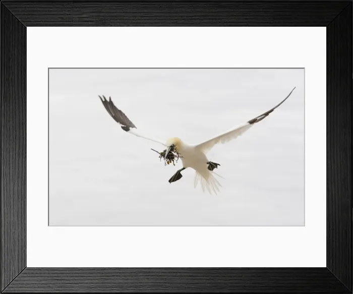 Framed Print : DDE-90028516 Framed Print : DDE-90028516