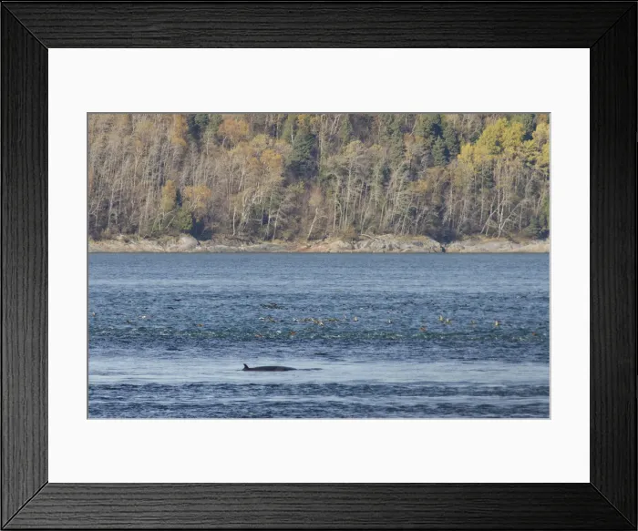 Framed Print : DDE-90028520