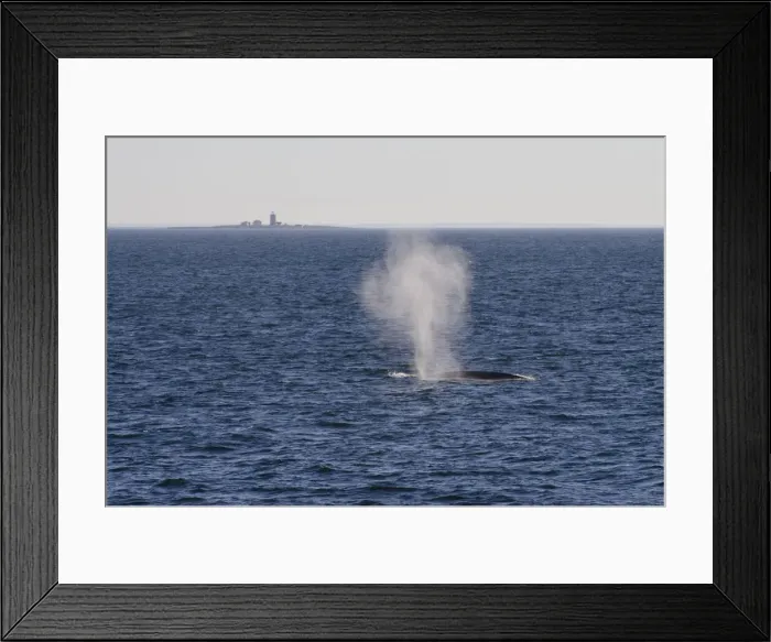 Framed Print : DDE-90028521 Framed Print : DDE-90028521