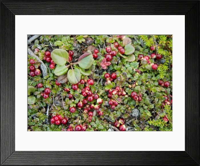Framed Print : DDE-90028524 Framed Print : DDE-90028524