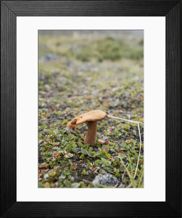Framed Print : DDE-90028525 Framed Print : DDE-90028525