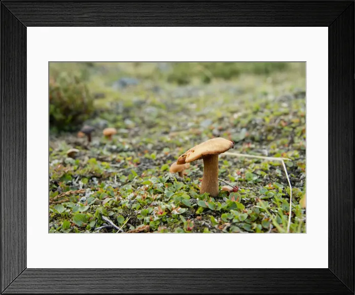 Framed Print : DDE-90028526