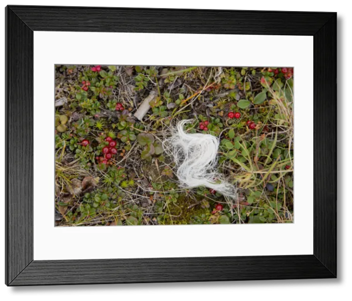 Framed Print : DDE-90028528 Framed Print : DDE-90028528