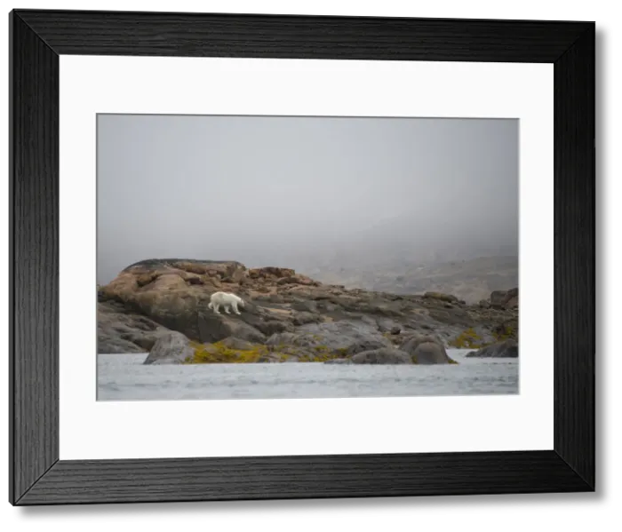 Framed Print : DDE-90028530 Framed Print : DDE-90028530
