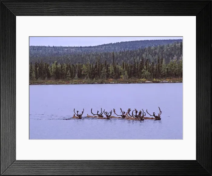 Framed Print : DDE-90028534 Framed Print : DDE-90028534