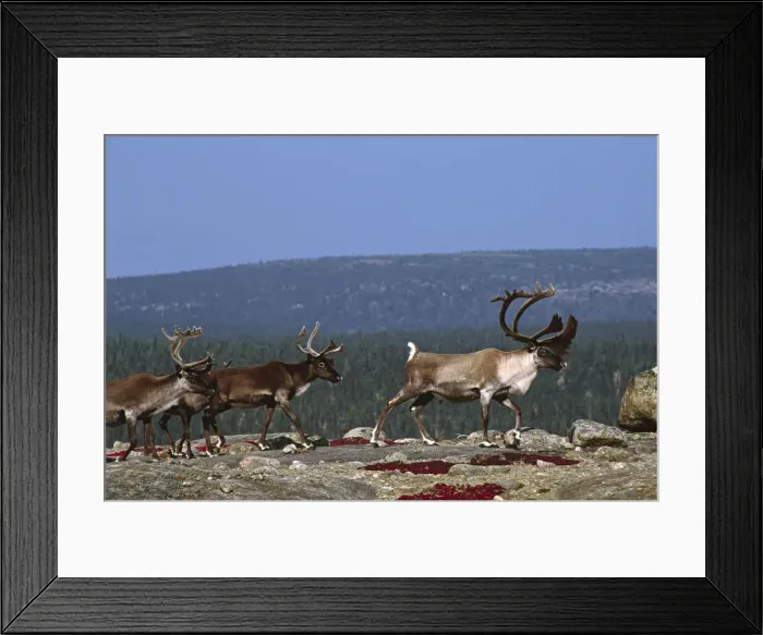 Framed Print : DDE-90028535 Framed Print : DDE-90028535