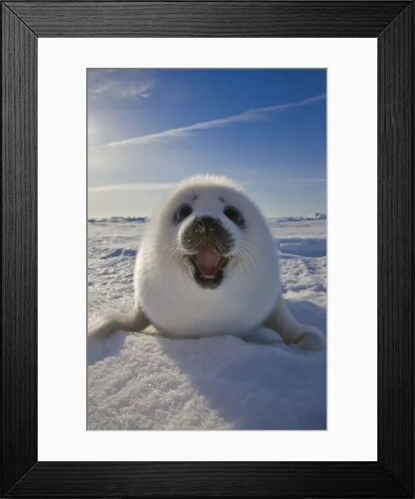 Framed Print : DDE-90028537 Framed Print : DDE-90028537