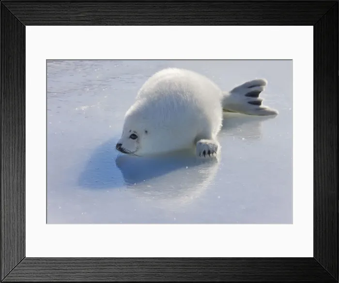 Framed Print : DDE-90028538 Framed Print : DDE-90028538
