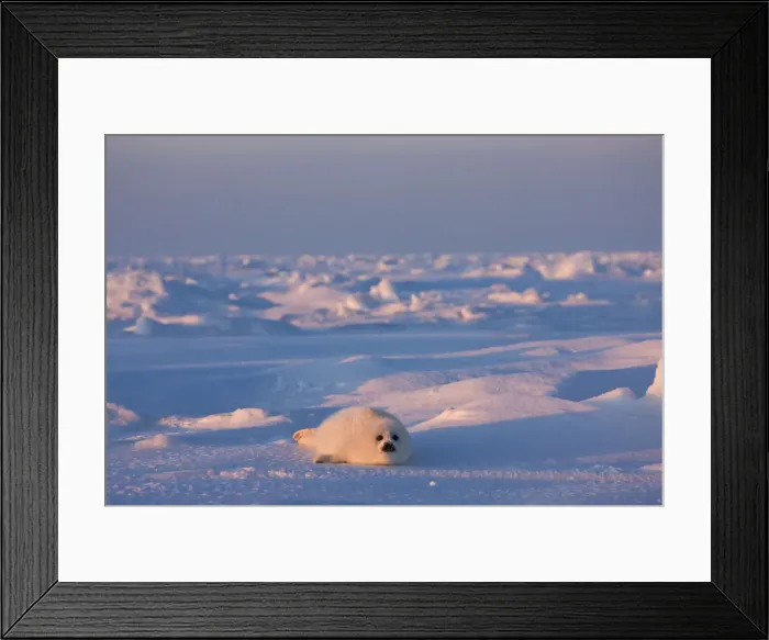 Framed Print : DDE-90028540 Framed Print : DDE-90028540