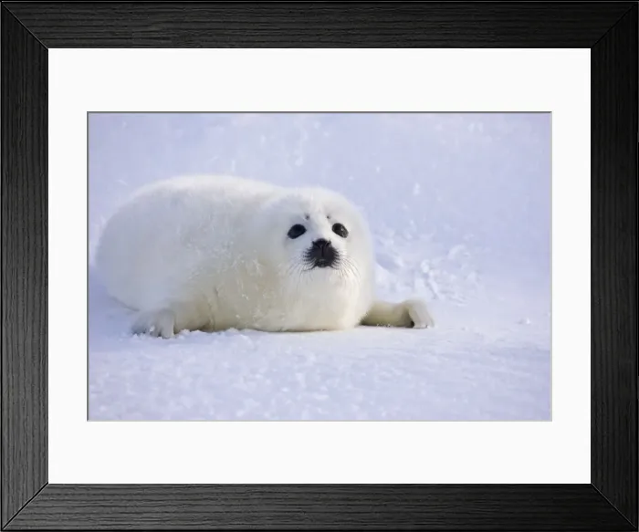 Framed Print : DDE-90028539
