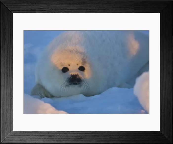 Framed Print : DDE-90028541