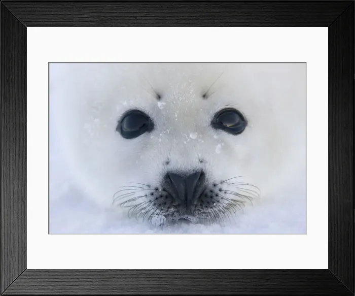 Framed Print : DDE-90028542