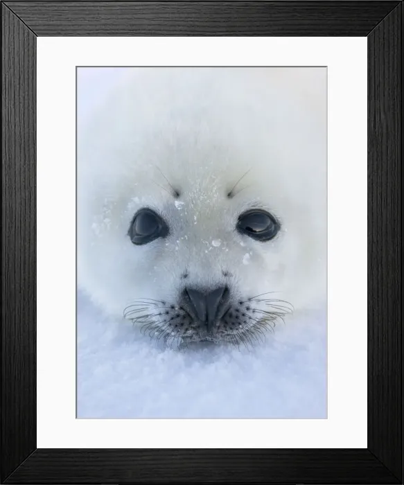Framed Print : DDE-90028543 Framed Print : DDE-90028543
