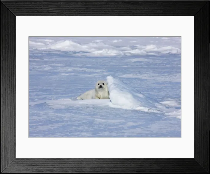 Framed Print : DDE-90028544 Framed Print : DDE-90028544