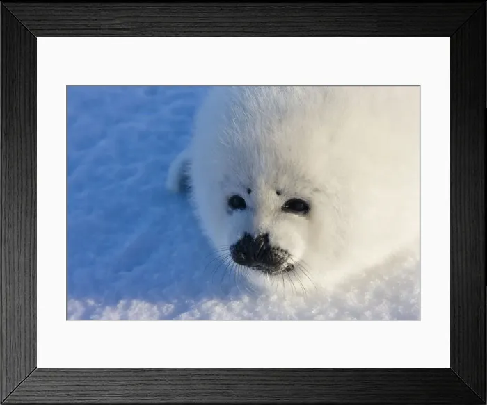 Framed Print : DDE-90028545 Framed Print : DDE-90028545