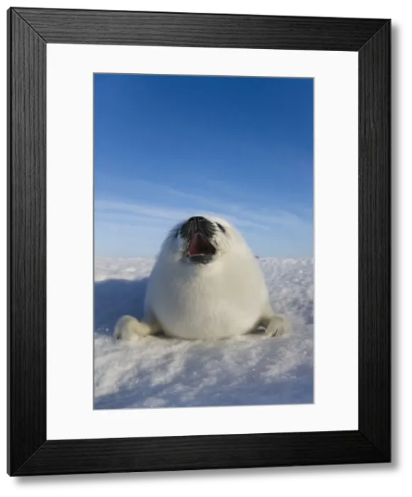 Framed Print : DDE-90028547 Framed Print : DDE-90028547