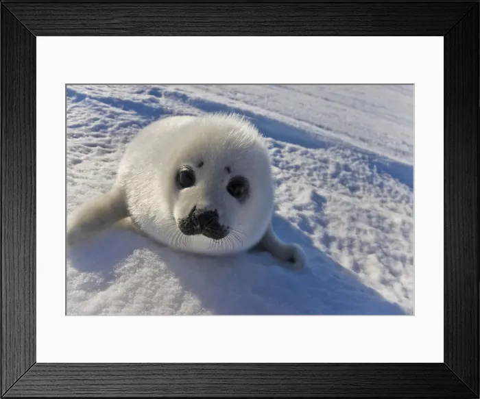 Framed Print : DDE-90028548 Framed Print : DDE-90028548