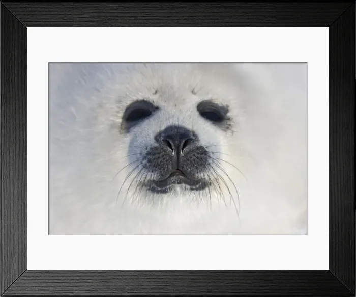 Framed Print : DDE-90028546 Framed Print : DDE-90028546