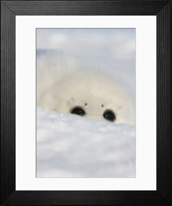 Framed Print : DDE-90028549 Framed Print : DDE-90028549