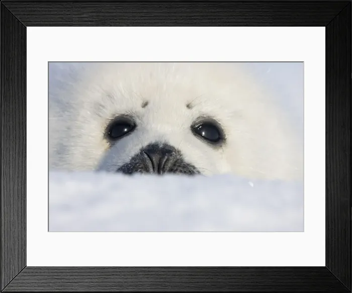 Framed Print : DDE-90028551 Framed Print : DDE-90028551