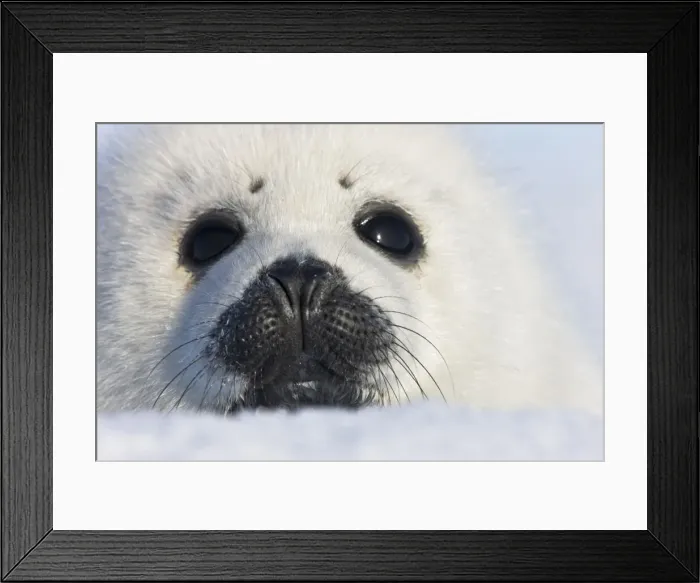 Framed Print : DDE-90028550 Framed Print : DDE-90028550