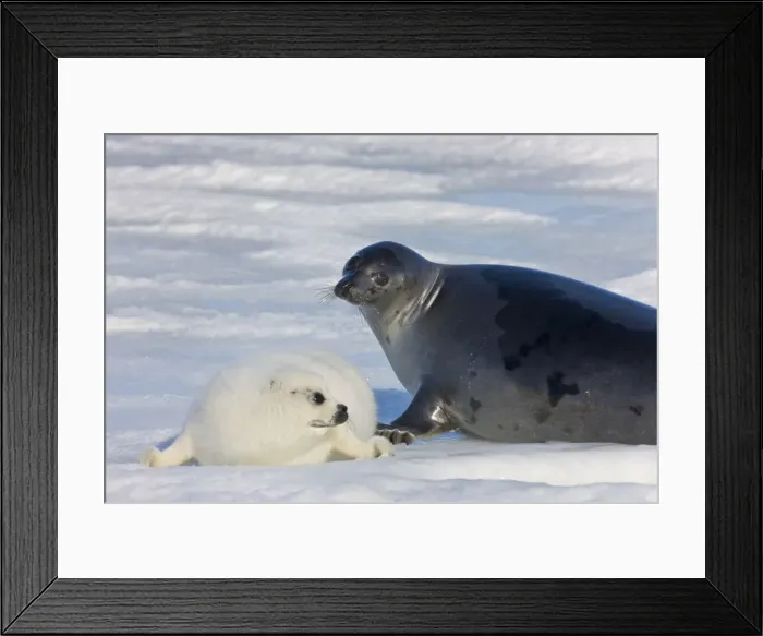 Framed Print : DDE-90028553 Framed Print : DDE-90028553