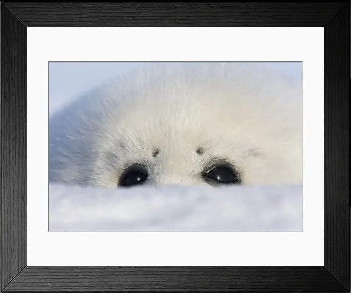 Framed Print : DDE-90028552 Framed Print : DDE-90028552