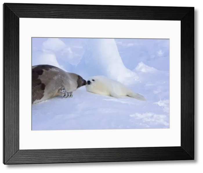 Framed Print : DDE-90028555 Framed Print : DDE-90028555
