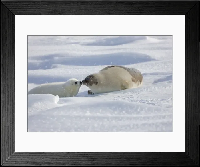 Framed Print : DDE-90028554 Framed Print : DDE-90028554