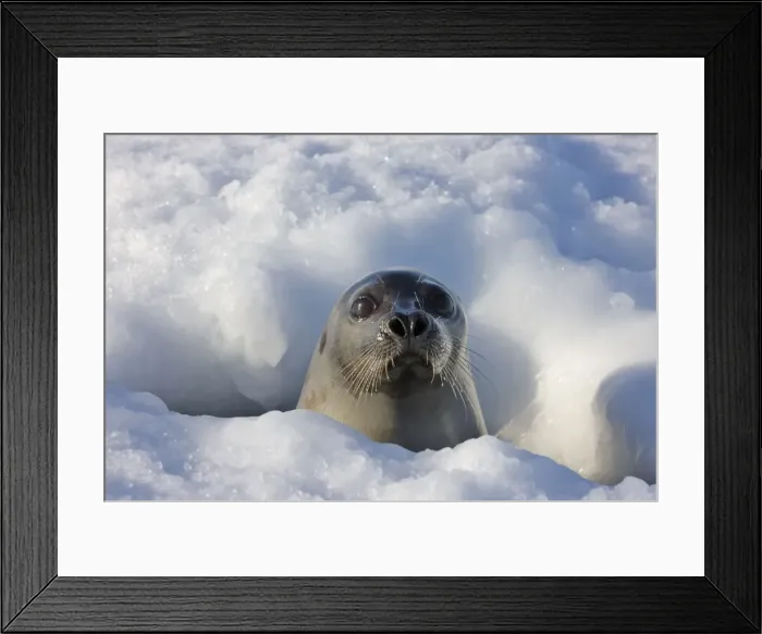 Framed Print : DDE-90028557
