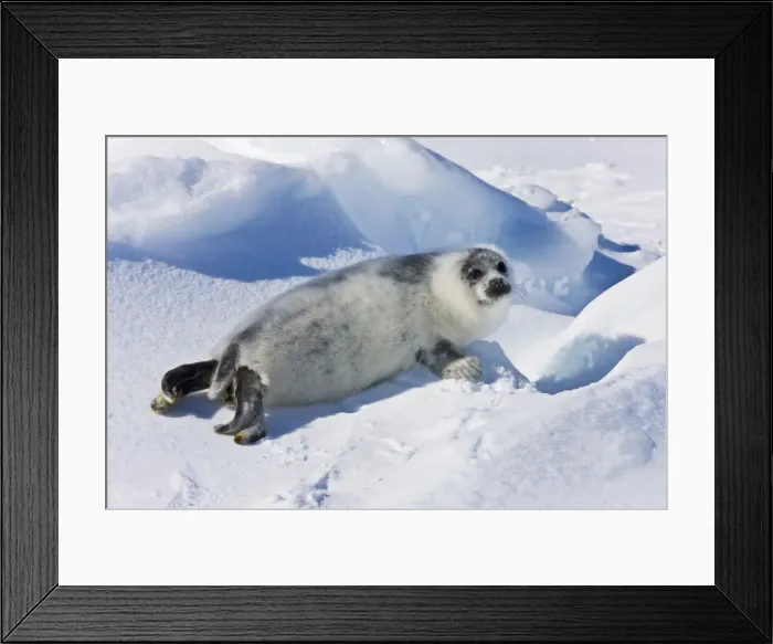Framed Print : DDE-90028559