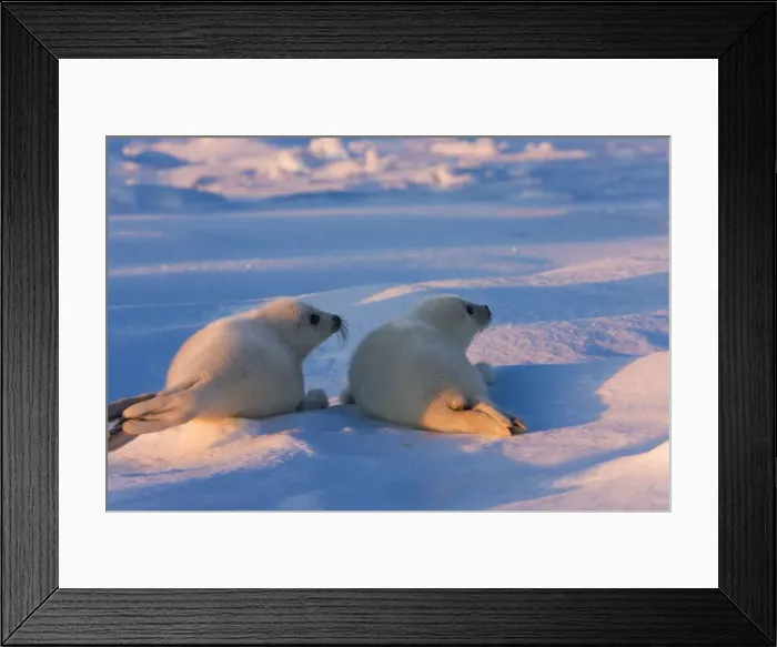 Framed Print : DDE-90028560
