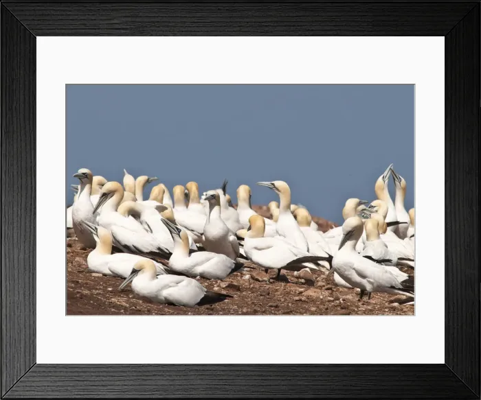 Framed Print : DDE-90028561 Framed Print : DDE-90028561