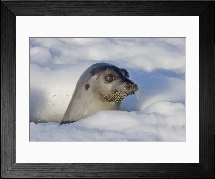 Framed Print : DDE-90028558 Framed Print : DDE-90028558