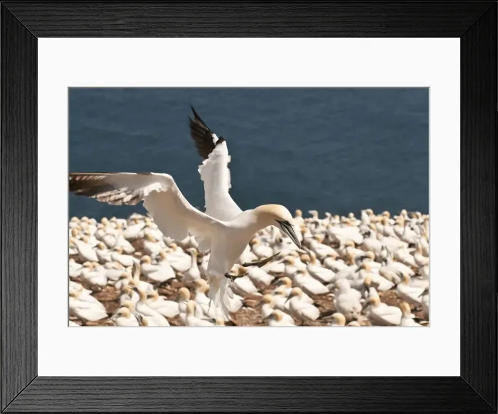 Framed Print : DDE-90028563 Framed Print : DDE-90028563