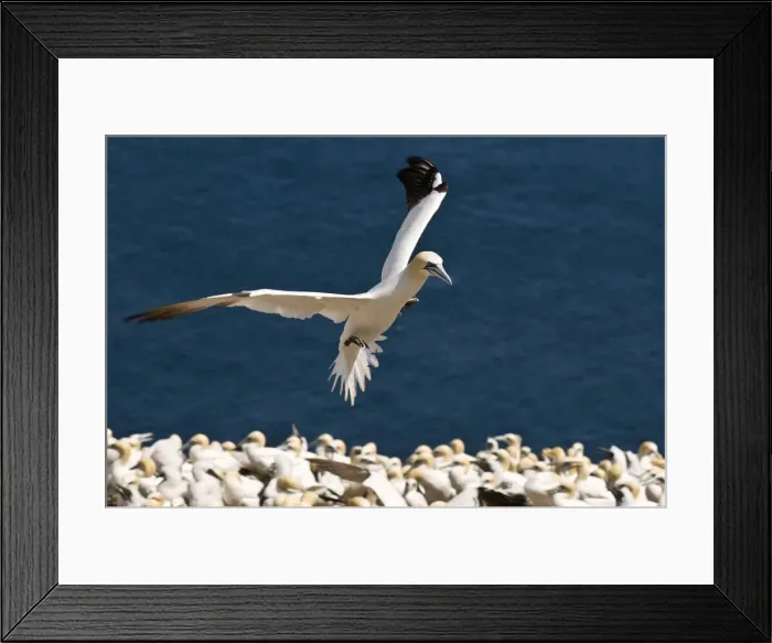 Framed Print : DDE-90028564 Framed Print : DDE-90028564