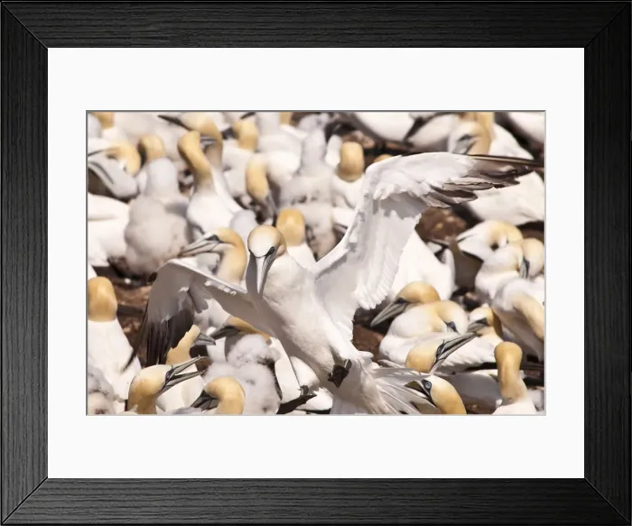 Framed Print : DDE-90028562 Framed Print : DDE-90028562