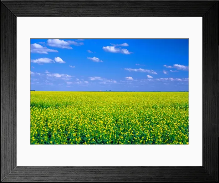 Framed Print : DDE-90028568 Framed Print : DDE-90028568