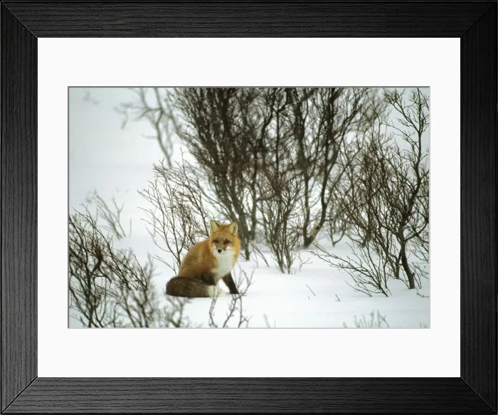 Framed Print : DDE-90028585 Framed Print : DDE-90028585