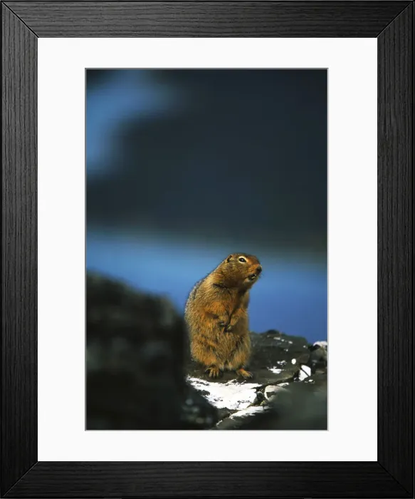 Framed Print : DDE-90028587 Framed Print : DDE-90028587