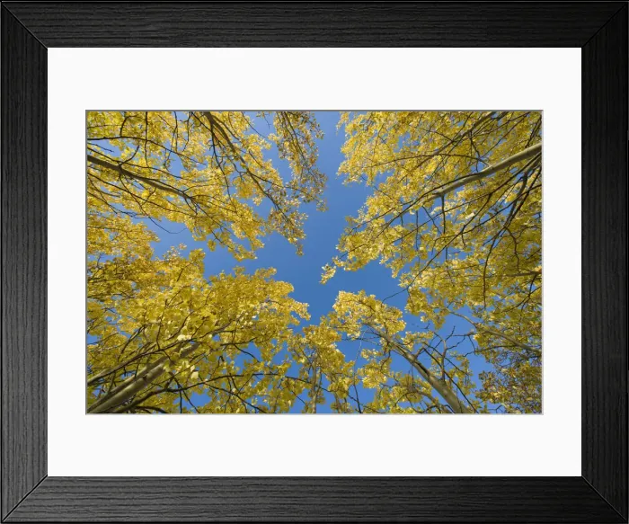 Framed Print : DDE-90028593 Framed Print : DDE-90028593