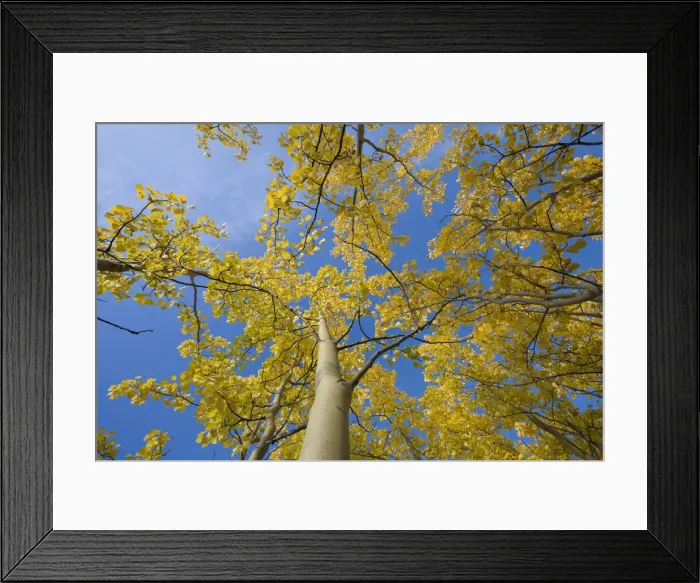 Framed Print : DDE-90028594 Framed Print : DDE-90028594