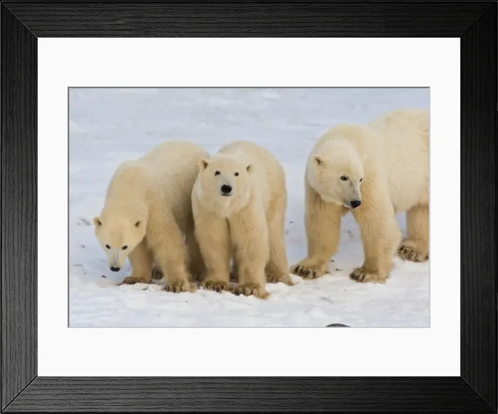 Framed Print : DDE-90028603 Framed Print : DDE-90028603