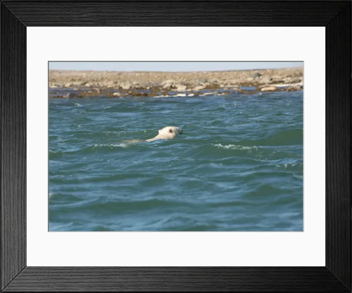 Framed Print : DDE-90028607 Framed Print : DDE-90028607