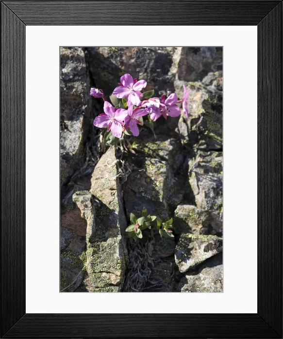 Framed Print : DDE-90028633 Framed Print : DDE-90028633