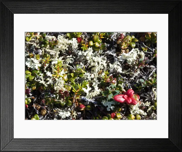 Framed Print : DDE-90028632 Framed Print : DDE-90028632