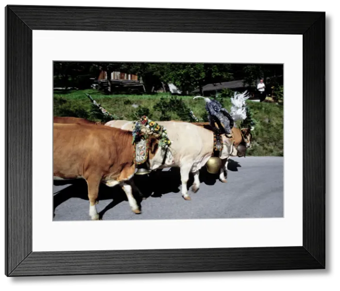 Framed Print : DDE-90028727 Framed Print : DDE-90028727