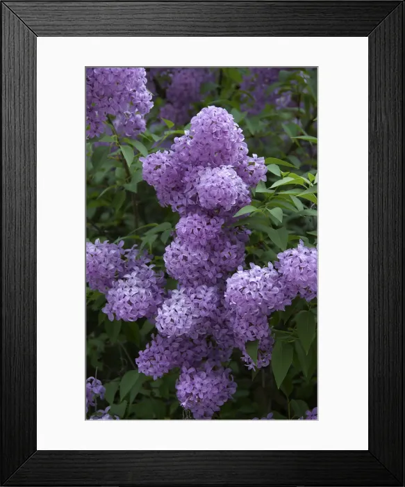 Framed Print : DDE-90028752 Framed Print : DDE-90028752