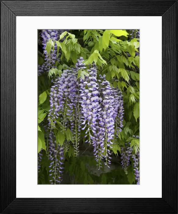 Framed Print : DDE-90028753 Framed Print : DDE-90028753